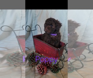 Poodle (Miniature) Puppy for sale in MORRISON, CO, USA
