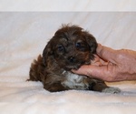 Small #14 Yorkiepoo mix (+ Poodle Toy)