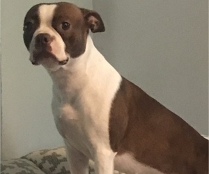 Mother of the Boston Terrier puppies born on 02/16/2025