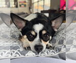 Small #1 Chihuahua