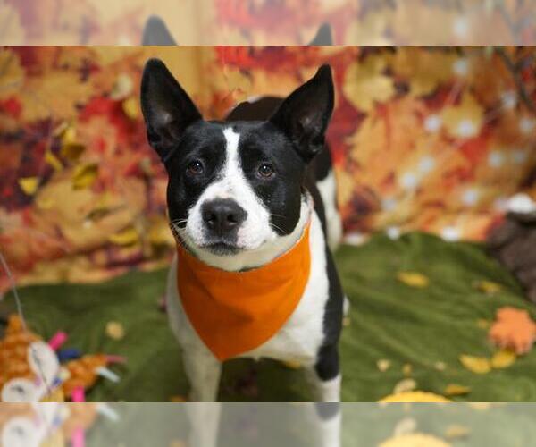 Medium Photo #2 American Pit Bull Terrier-Unknown Mix Puppy For Sale in Placerville, CA, USA