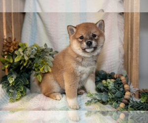Medium Shiba Inu