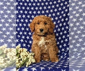 Goldendoodle (Miniature) Puppy for sale in AIRVILLE, PA, USA