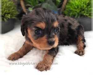 Cavalier King Charles Spaniel Puppy for sale in CARLISLE, KY, USA