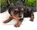 Small Cavalier King Charles Spaniel