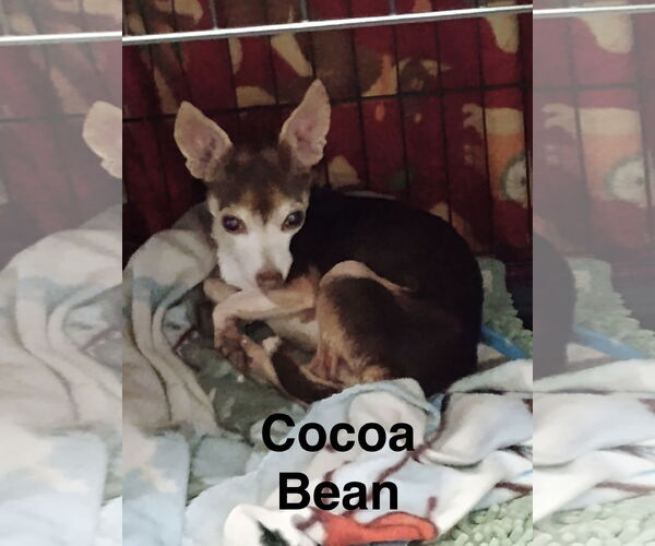 Medium Photo #1 Chihuahua-Unknown Mix Puppy For Sale in Topeka, KS, USA