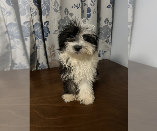 Medium Photo #29 Havanese Puppy For Sale in DURHAM, CT, USA