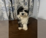 Small #28 Havanese