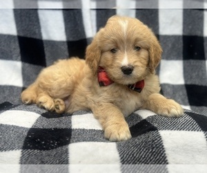 Goldendoodle Puppy for sale in LAKELAND, FL, USA