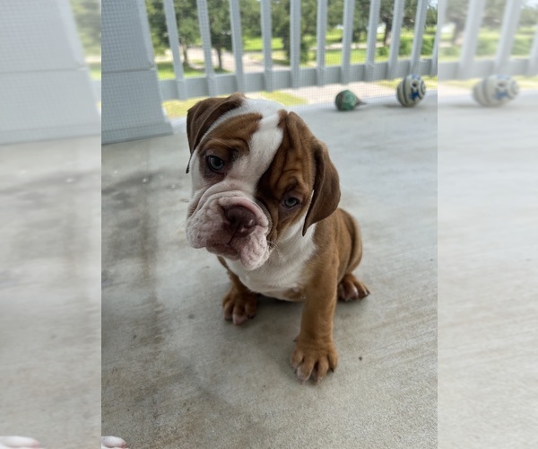 Medium Photo #2 Olde English Bulldogge Puppy For Sale in BILOXI, MS, USA