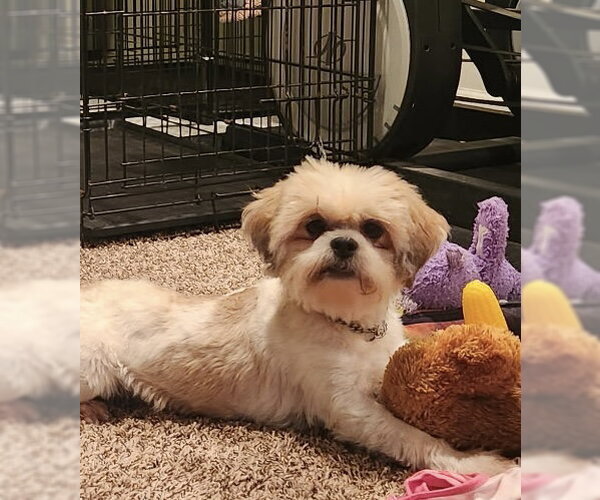 Medium Photo #5 Shih Tzu Puppy For Sale in Pottstown, PA, USA