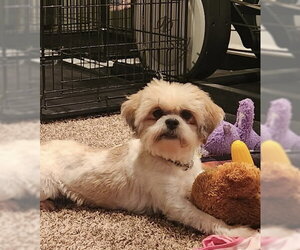 Romeo (in foster) - Male Shih Tzu Dog for Adoption - Photo #5