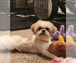 Small #4 Shih Tzu