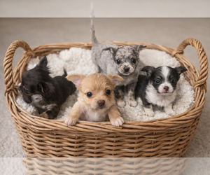 Chihuahua Puppy for sale in NEW VIRGINIA, IA, USA