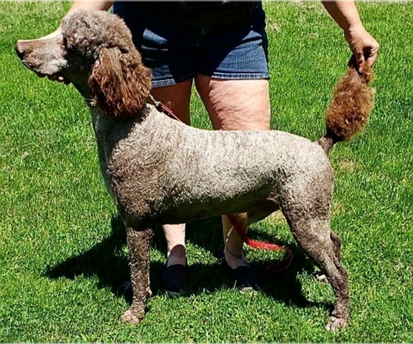 Medium Photo #1 Poodle (Standard) Puppy For Sale in SEAMAN, OH, USA