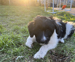 Small Photo #12 Aussiedoodle Puppy For Sale in JACKSONVILLE, NC, USA