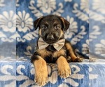 Small Photo #6 German Shepherd Dog Puppy For Sale in LINCOLN UNIV, PA, USA