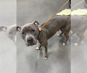 Mutt Dogs for adoption in Forestville, MD, USA