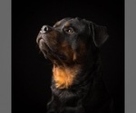 Small #26 Rottweiler