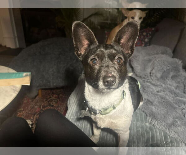 Medium Photo #1 Chihuahua-Unknown Mix Puppy For Sale in Holly Springs, NC, USA