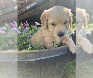 Golden Retriever Puppy for sale in MOUNT STERLING, KY, USA