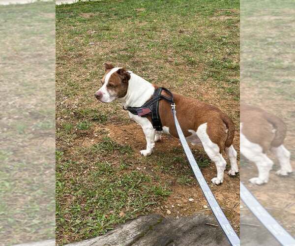 Medium Photo #2 Basset Hound-Unknown Mix Puppy For Sale in Martinsburg, WV, USA