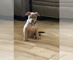 Small #6 Mutt