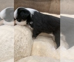 Small Photo #20 Miniature Australian Shepherd Puppy For Sale in ARDMORE, OK, USA