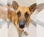 Small #1 German Shepherd Dog Mix