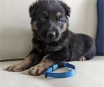 Puppy Mister Dk Blue German Shepherd Dog