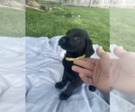Small Photo #4 Labrador Retriever Puppy For Sale in IDAHO FALLS, ID, USA