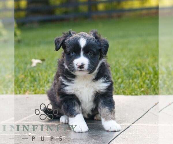 Medium Photo #1 Miniature Australian Shepherd Puppy For Sale in COATESVILLE, PA, USA