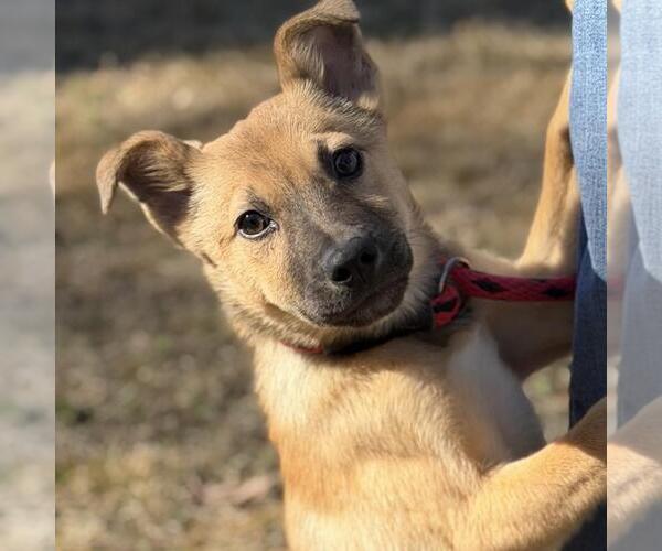 Medium Photo #2 Mutt Puppy For Sale in Yardley, PA, USA