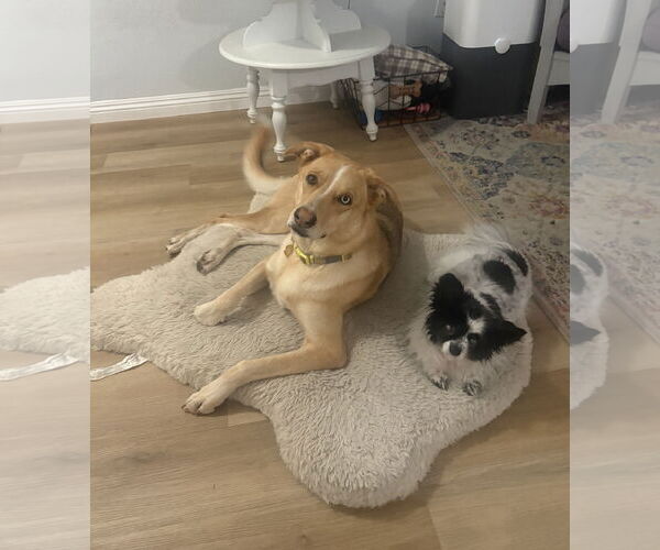 Medium Photo #3 Gerberian Shepsky Puppy For Sale in Davis, CA, USA