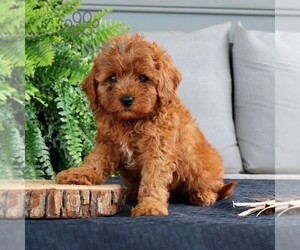 Cavapoo Puppy for sale in NARVON, PA, USA
