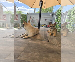 Gavin Ragnaruff - Male Mutt Dog for Adoption - Photo #10