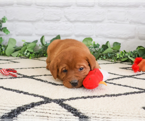 Medium Photo #1 Labrador Retriever Puppy For Sale in SYRACUSE, IN, USA