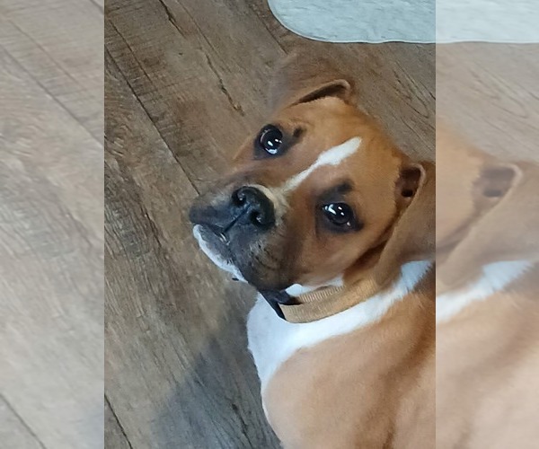 Medium Photo #6 Boxer Puppy For Sale in Burnsville, MN, USA