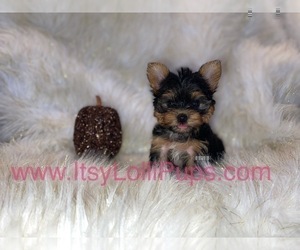 Yorkshire Terrier Puppy for sale in HAYWARD, CA, USA