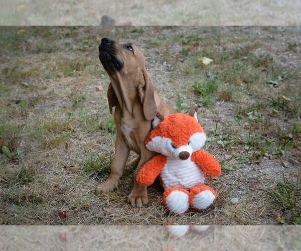 Medium Photo #25 Bloodhound Puppy For Sale in CORNING, AR, USA