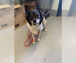 Beagle-Unknown Mix Dogs for adoption in Corpus Christi, TX, USA