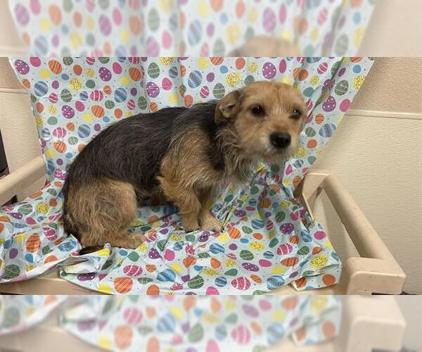 Medium Photo #1 Chihuahua-Unknown Mix Puppy For Sale in Modesto, CA, USA