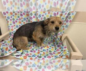 Chihuahua-Unknown Mix Dogs for adoption in Modesto, CA, USA