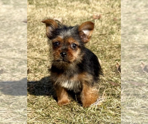Medium Photo #6 Yorkshire Terrier Puppy For Sale in FAIR HAVEN, MI, USA