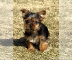 Small #5 Yorkshire Terrier