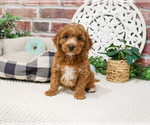 Small #4 Cavapoo (Miniature)