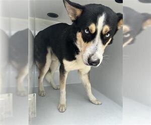 Siberian Husky-Unknown Mix Dogs for adoption in Houston, TX, USA
