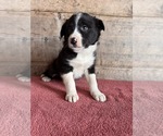 Small #6 Border Collie