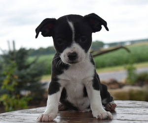 Chihuahua Puppy for sale in SENECA FALLS, NY, USA