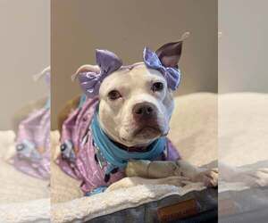 Wiggles - Female Mutt Dog for Adoption - Photo #11